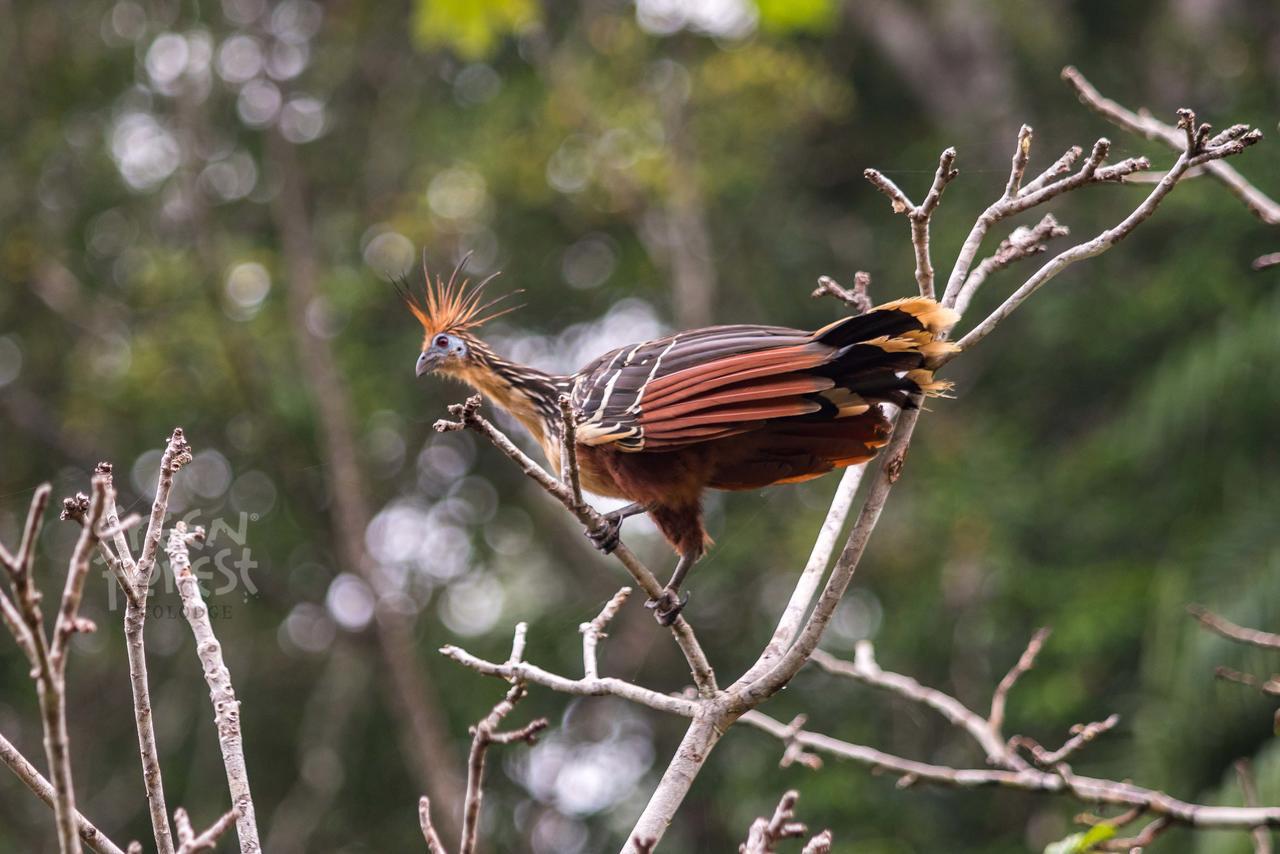 Green Forest Ecolodge Puerto Montufar 외부 사진