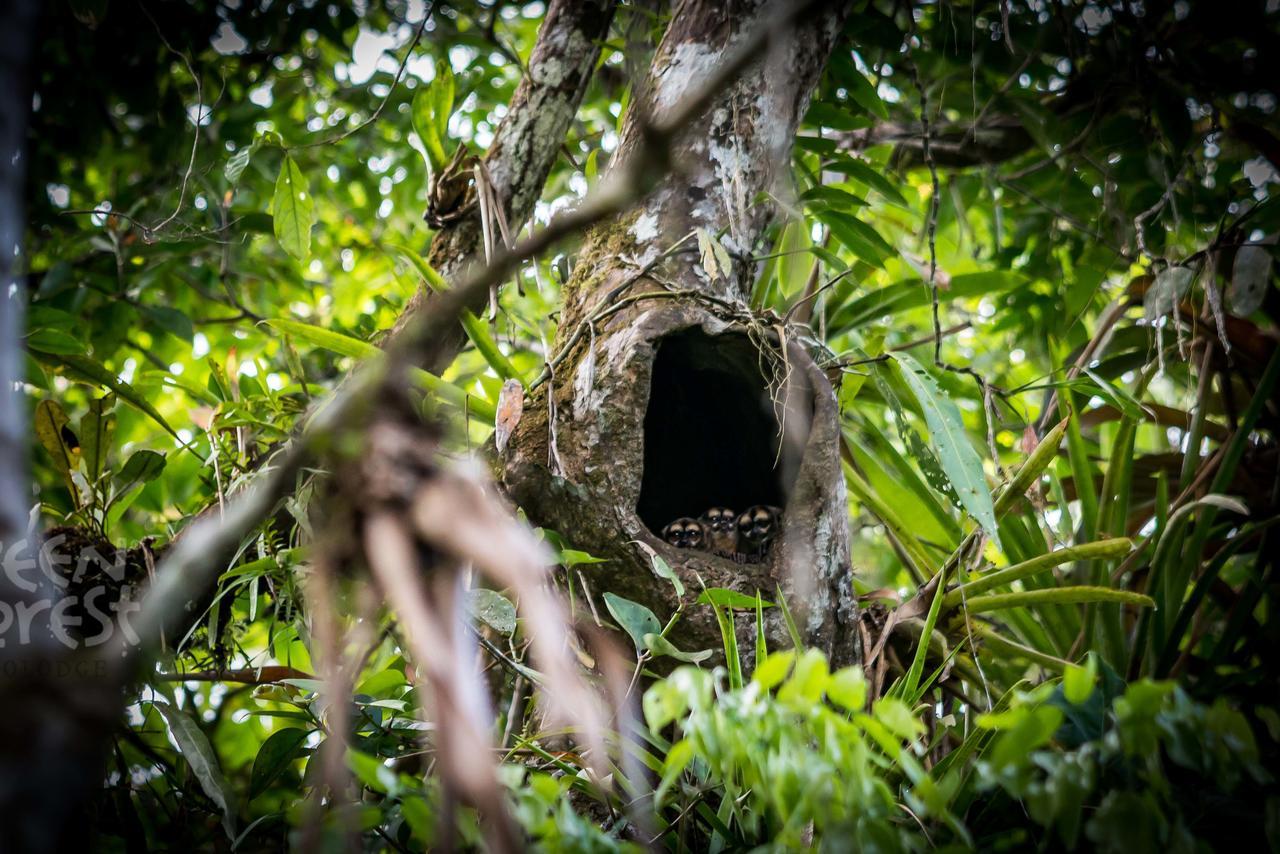 Green Forest Ecolodge Puerto Montufar 외부 사진