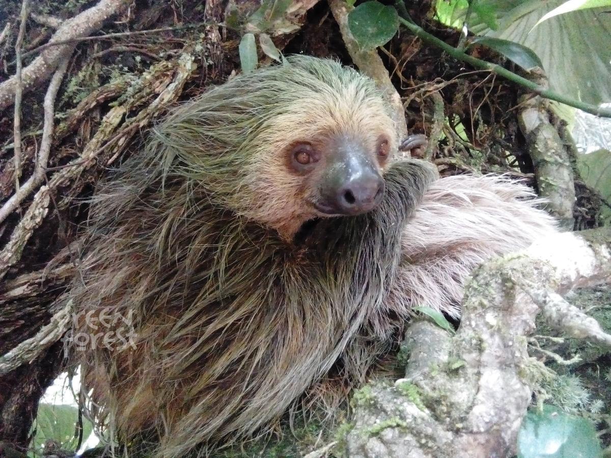 Green Forest Ecolodge Puerto Montufar 외부 사진