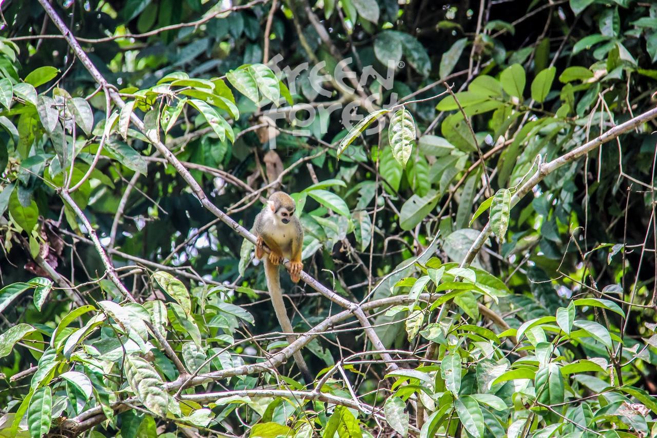 Green Forest Ecolodge Puerto Montufar 외부 사진