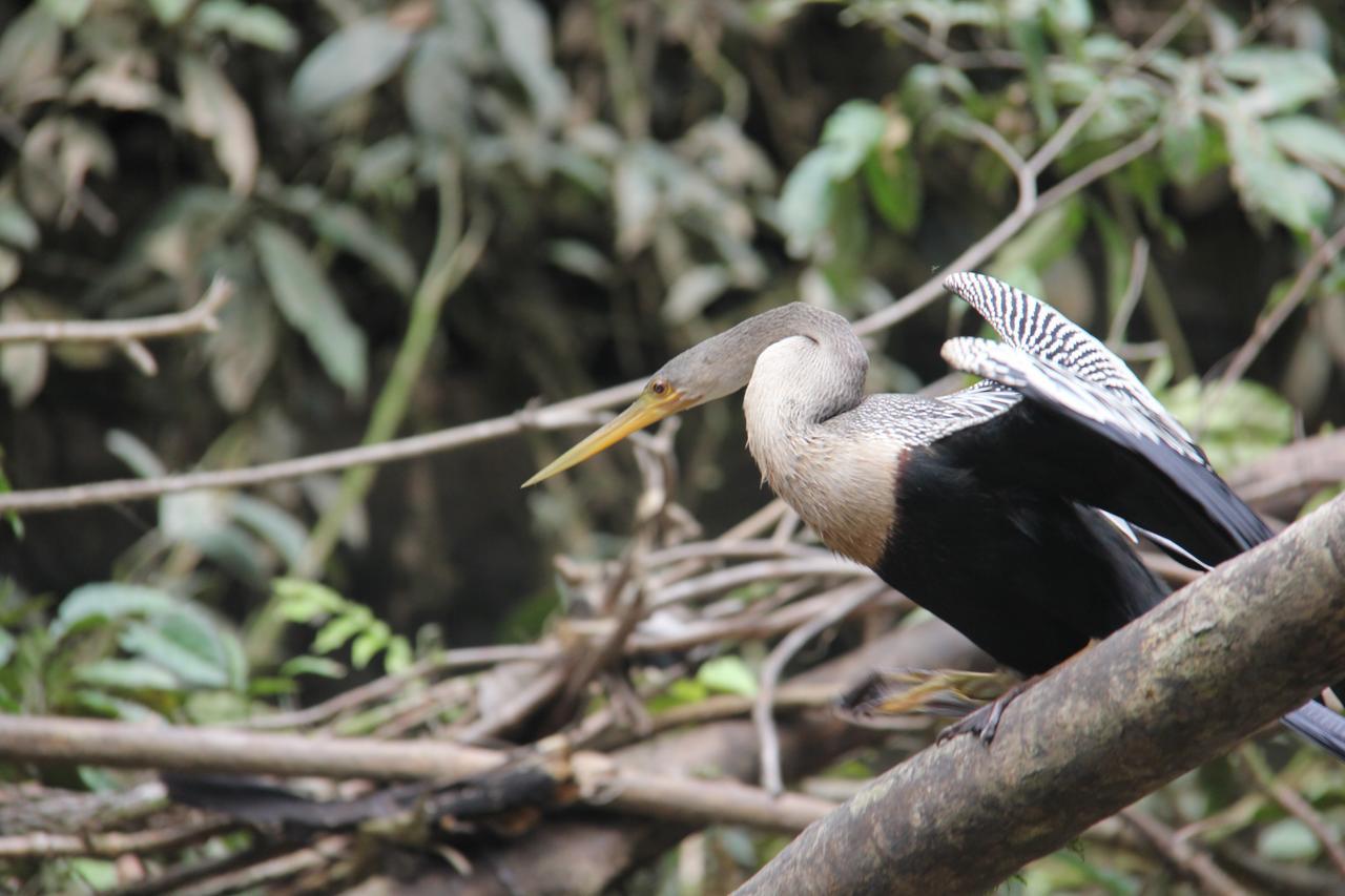 Green Forest Ecolodge Puerto Montufar 외부 사진