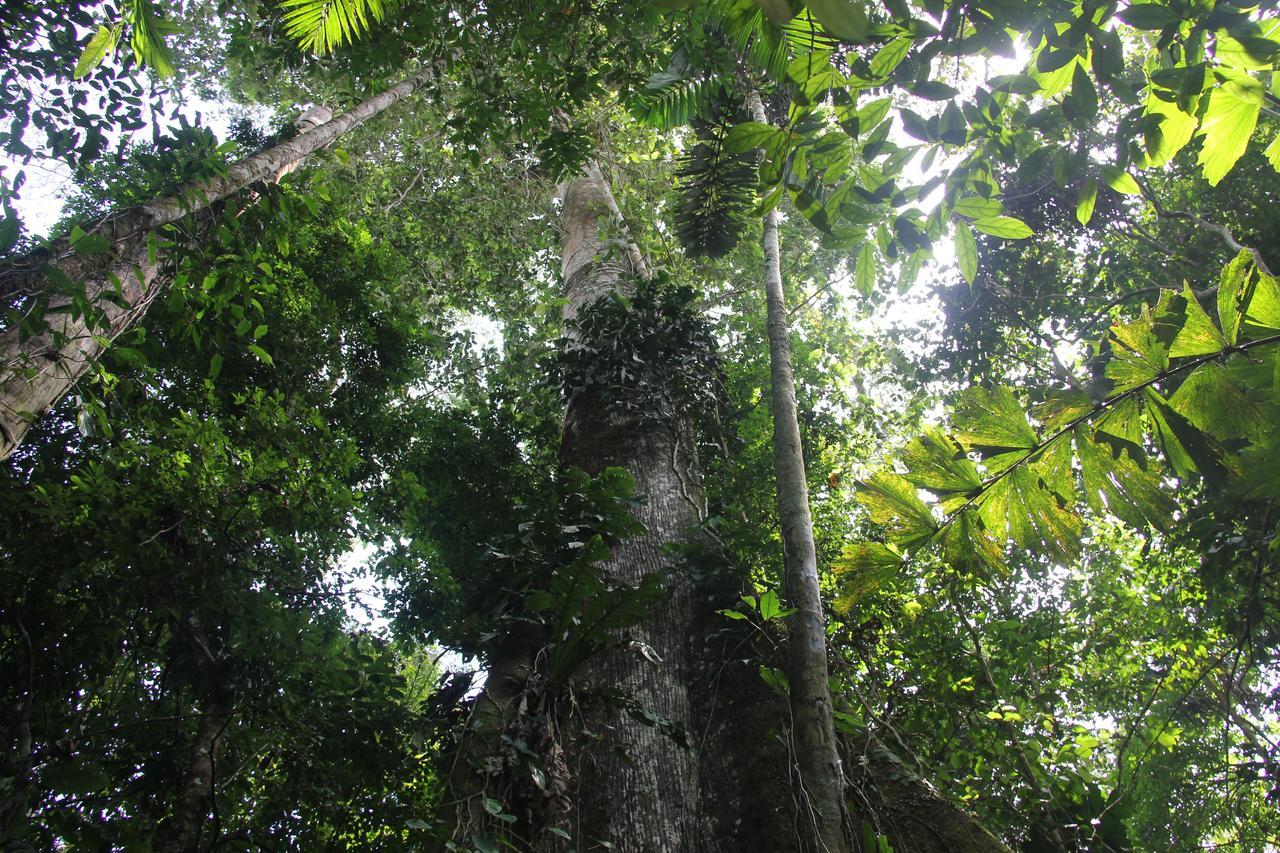 Green Forest Ecolodge Puerto Montufar 외부 사진