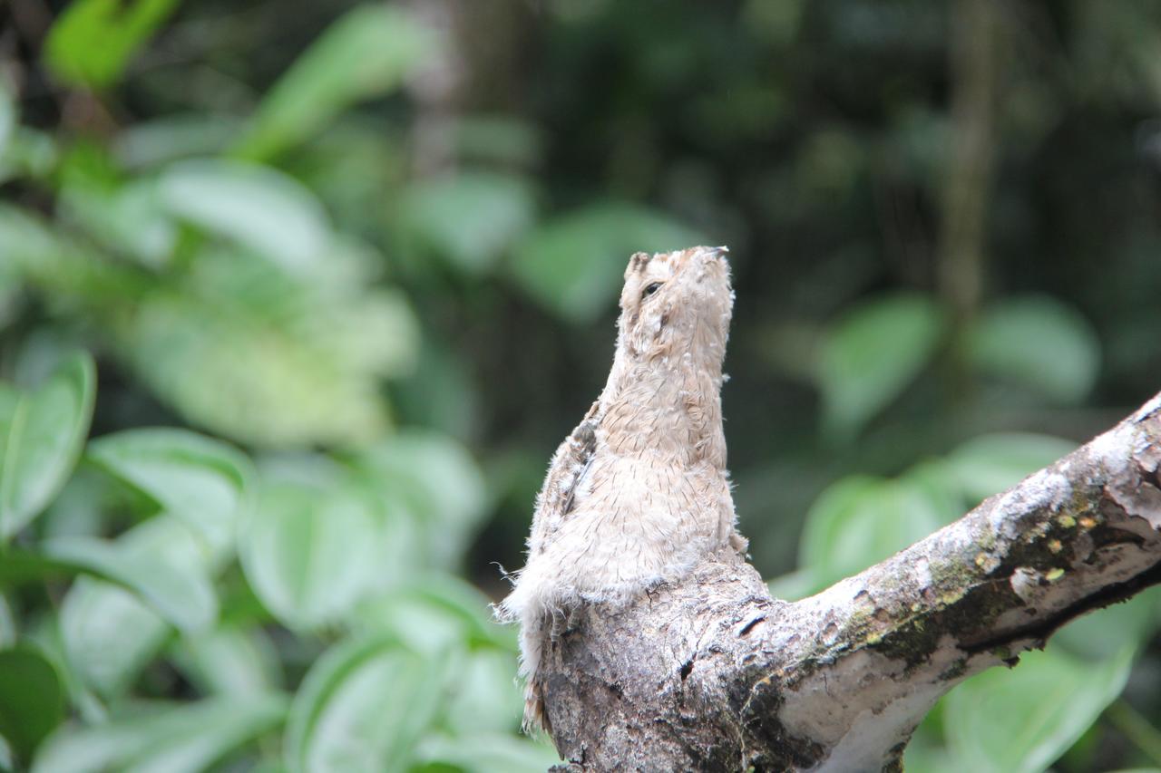 Green Forest Ecolodge Puerto Montufar 외부 사진