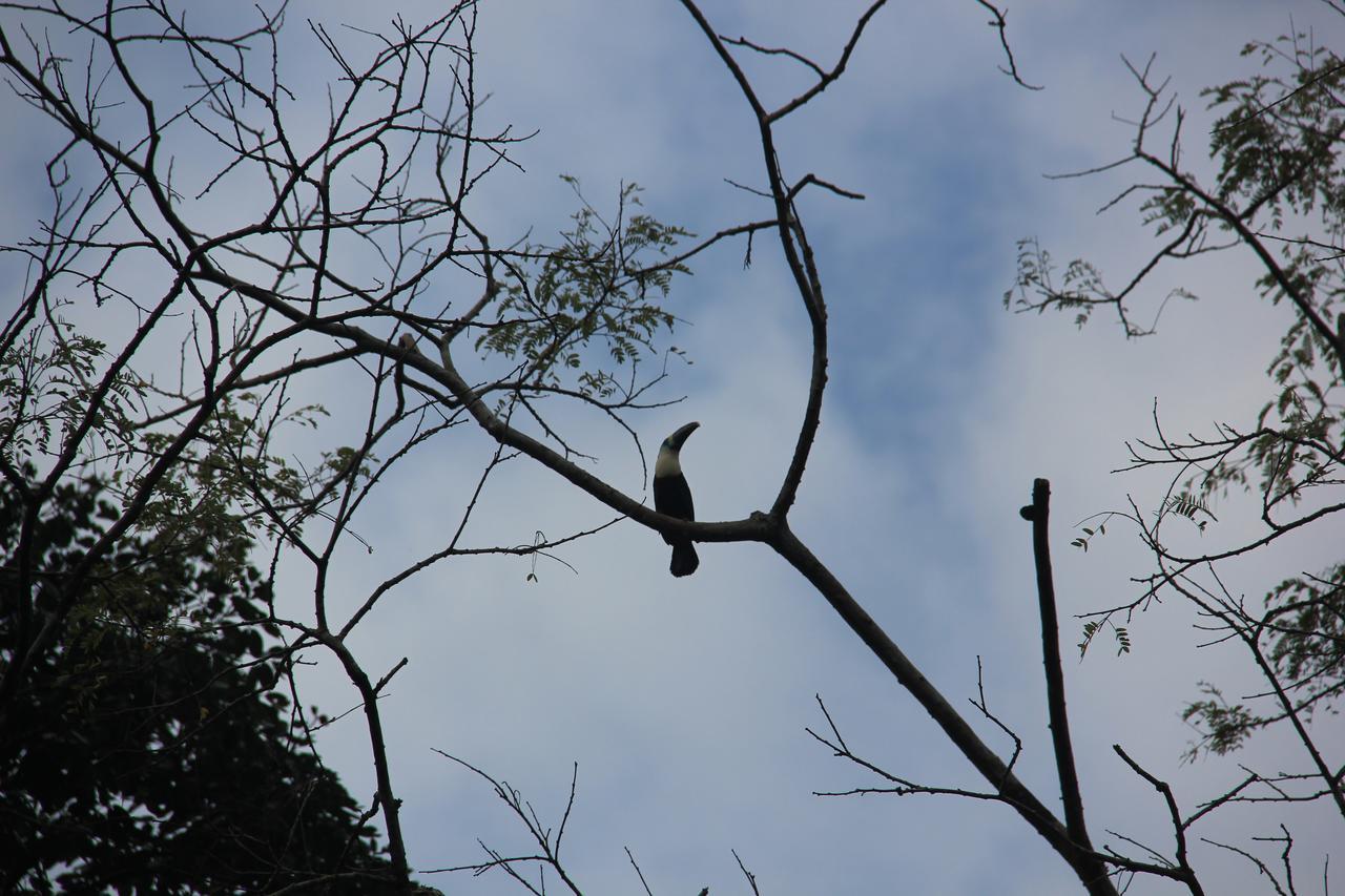 Green Forest Ecolodge Puerto Montufar 외부 사진
