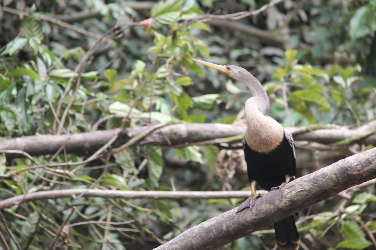 Green Forest Ecolodge Puerto Montufar 외부 사진