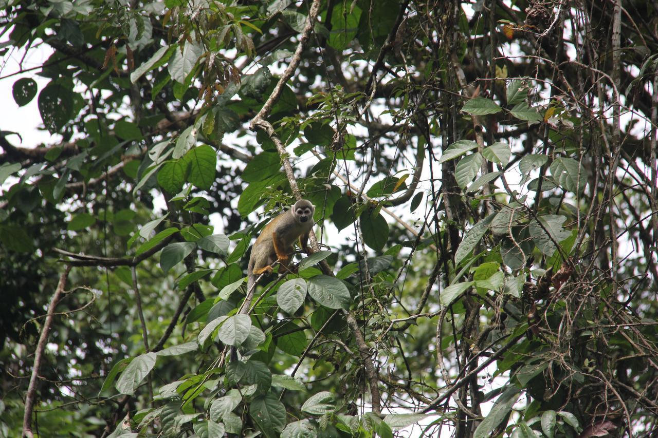 Green Forest Ecolodge Puerto Montufar 외부 사진