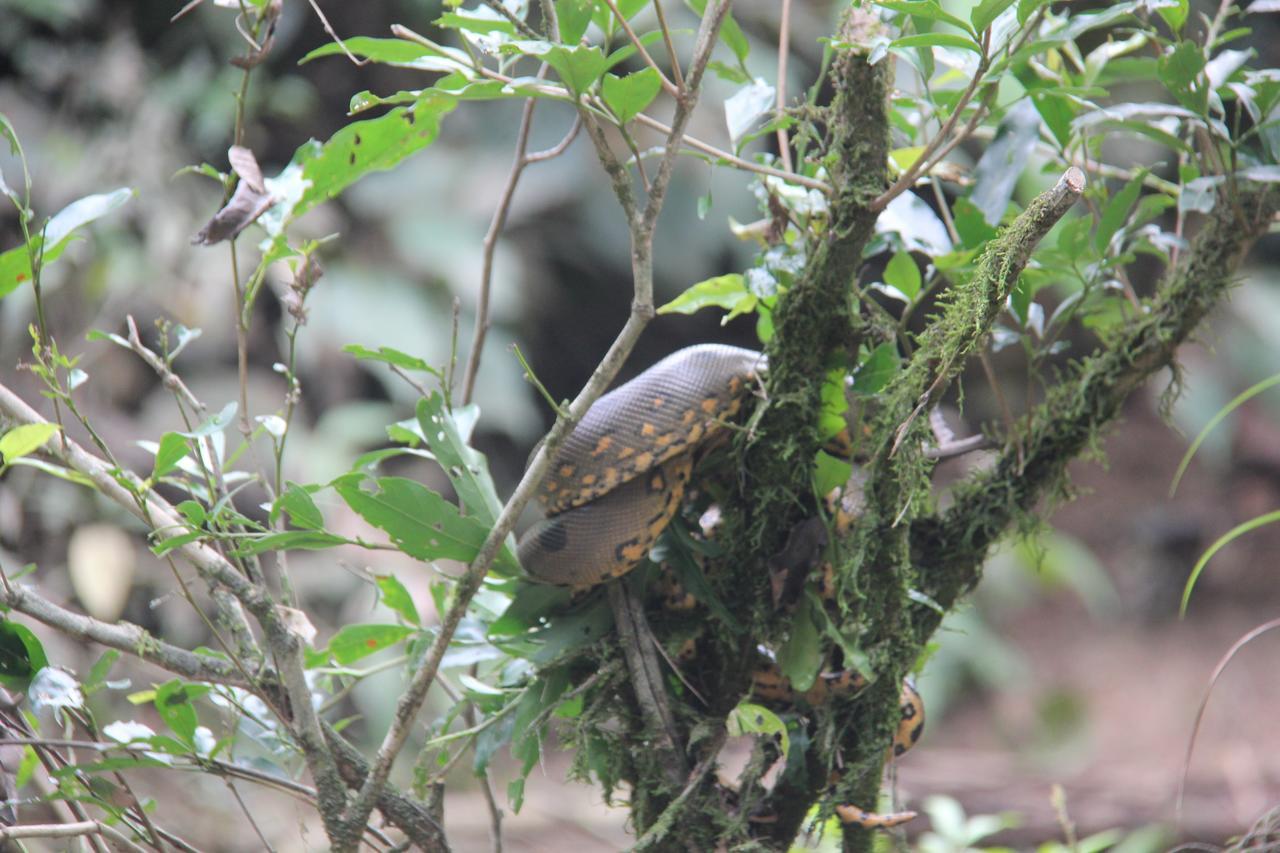 Green Forest Ecolodge Puerto Montufar 외부 사진